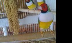 I AM SMALL BREEDER AND I HAVE SOME GOULDIAN FINCHES FOR SALE
GREEN BACK$45,00
YELLOW BACK $65,00
BLUE BACK $100,00