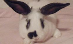 I have a gray and white female bunny thats 7 wks. old
