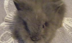 I have a male gray lionhead thats 10 wks. old