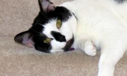 Loving cat, 3 years old, that is electronically tagged, is de-clawed in the front,and is up to date on all of her shots! Just moved to new home and due to allergies in the house, we have to find her a new loving home. She is black and white spotted, very