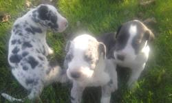 have been raising Beautiful AKC Great Dane Pups for 20 yrs now and once again i have another wonderful litter. They are 8 weeks old and weigh between 15-17 lbs, they have had their 1st 7-way puppy shot and 2 wormings and got 2 thumbs up from the vet on