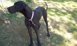 Female great dane, almost 2 years old, looking for a forever home. She likes everyone, great temperament. For more info call 814-623-3352. Thanks
