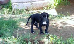 Purebred great dane puppies- 3 males and 4 females-8 wks. old on Sept.25,2011. Black with a few different white markings on each. Parents are on premises. They are unregistered. They have had thier first shots and de-wormed. They are weened and ready to