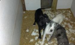 Great Dane puppies for sale shots n wormed. Three generation pedegree.dob 7-21-12