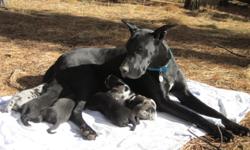 Great Dane puppies raised in a home environment. AKC registered, 1st shots, wormed, and vet checked. Available 01-29-11. Black, merle, harlequin. Both parents are on site. Call 202-353-1555 or email blackforestdanes@q.com. $800, taking deposites now.