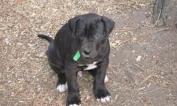 Great Dane puppies, black, harlequin, merle. AKC registered, 1st shots, wormed, vet checked. Parents on site. Available 01-29-11. $800 (taking deposites now).
