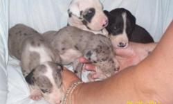 CKC registered dane puppies, 2 female merle, a mantel male, a white with merle color male, and a harliquin male. Will be ready to go in about 2 weeks. Dad is mereliqiun with blue eyes, weighing 140 pounds and 36 inches tall. Mom is harliquin weighing 100