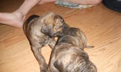 CKC Great Dane Puppies for Sale. Brindle color. Parents on site. Vet checked, 1st shots and dewormed. 11 weeks old. Very playful and loveable. Only 3 left, 2 males and 1 female. $250 with papers, $200 without papers. Call 615-477-5547