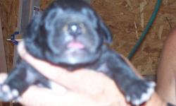 male great dane puppies and 1 brindle male