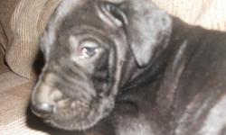 CKC MALE ONLY BLACK GREAT DANE PUPPIES DAM AND SIRE ON PREMISES TO MEET. SHOTS WORMING AND PUPPY CKC NEW OWNER REGISTERATION PAPERS. VERY LARGE NOBLE PARENTS . GOOD WITH CHILDREN AND FAMILY PETS WHEN INTRODUCED EARLY ON. VERY QUIET DOGS UNLESS THEIR IS