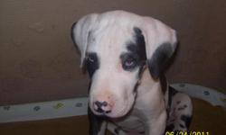 Male dane puppy ready to go, he is a beautiful harlequin with blue eyes. Home raised around other dogs, cat and kids. Has shots, been wormed and dew claws removed. Call 814-623-3352 for more info. Thanks