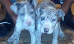 Perfect Christmas present for anyone of any age with these loving, heart warming puppies! I have 2 female great danes that are 6 weeks old! Full Blood also! Looking for a great home! Call/text of serious about offers