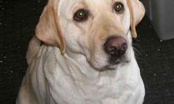 We have a really mellow and loving, fully house and crate trained 4 year (and 2 month) old AKC yellow female Labrador available. We would LOVE for her to go to to a home that is interested in training her to get her Therapy dog title and participate in a