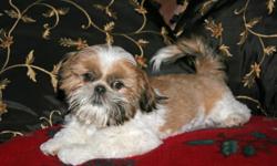 Adorable, AKC Registered Shih Tzu male puppies, Non-shedding, non-allergenic, fun & sweet!