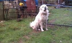 Great Pyrenees, 1 1/2 years old, male, used for goats & sheep. Good with children. $250 firm. Needs room, not city dog.