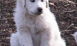 Litter due late August 2011. Pups will be weaned at 6 weeks of age.
Our pups are solid white, purebred Great Pyrenees from working parents. They are raised in pasture with goats and llamas with daily human interaction. Great as guardians or pets!