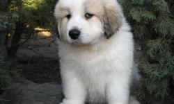 Great Pyrenees puppies 2 males 2 females. Great family / livestock guardian. 8 weeks old and ready for a good home. Wormed w shots, from strong pack and still nursing.