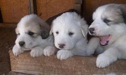 Purebred Great Pyrenees puppies. White and Badger marked. Males and females available. Beautiful working and family dogs.
Call 407-621-3300.