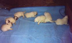 Great Pyrenees Pups, 1 male & 1 female left, born on April 15, 2011, parents are AKC & CKC registered. If interested, please call 937-554-8010
FYI: Great Pyrenees are very gentle and playful
Puppies already have their first puppy shots & deworming