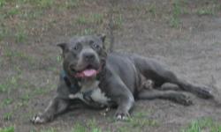 i have a 1yr 4 mths ukc pr blue bully up for stud! he has great bloodlines and ped! son of comet and destiny! he weighs a little over 100 pounds with a 24 inch head last measurements taken 4 months ago!!hurry though only 5 openings available!! reserve him