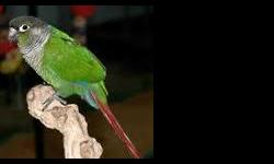 Green-cheeked Parakeets are common in aviculture and are popular companion parrots. They are playful, affectionate and intelligent, known as having a "big personality in a small body". They can learn to talk, albeit with a limited vocabulary and a
