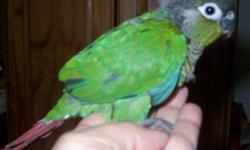 Beautiful hand fed Green Cheek Conure babies hatched 6/22 (sold), 6/24&nbsp;(AVAILABLE)&nbsp;and 7/1(sold)..... My Green Cheek Conure babies are highly socialized with many people of different ages so they are people friendly and love attention. Serious
