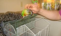 Diva is beautifully colored and loves to cuddle. He is partial to males but will adjust. He comes with his cage. Diva is a very intelligent bird.
We live in Wisconsin.