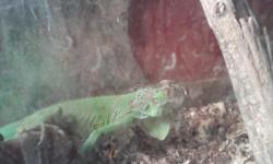green iguana named iggy shes 24in or 2 ft long with a 100 gallon tank with screen top big heat rock and a rock food dish