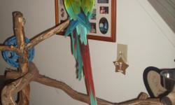 We have a wonderful 1 1/2 year old male green wing macaw! He is a whole lot of bird and needs someone that has experience with large birds! He is a sweetheart, Lives in our home as a Pet, lots of entertainment, very vocal, has a vocabulary of about 12