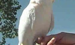 I have to find a home for my loving Goffin Cockatoo due to my allergies. I would prefer to trade him with someone that has a Green Wing Macaw to trade/give away. My husband and I are totally devoted to our birds and this pains us but we really have no