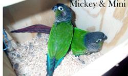 Greencheek Pair (Normal): Very good parents, never have to worry about them feeding babies. Last clutch they had five fertile eggs. Pair is 8 years old, very healthy and totally disease tested. Must sell birds due to personal health issues. Will ship at