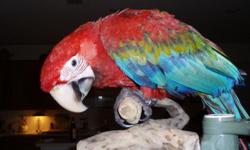 Beautiful 3 yr. old Greenwing Macaw is healthy, affectionate, not a screamer, sweet, playful, and talkative. We very sadly have to part with him as we are relocating out-of-state and will not be able to provide the stability and attention he deserves and