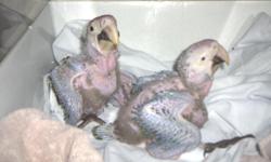 For Sale Hand feeding five hour increments Greenwing Macaw Babies hatched June 16 & June 18 $700.00 each. Phone Debbie 405-771-3234 After 6PM, please