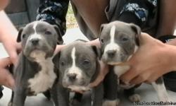 I have 4 Blue Pitt pups born Dec. 1st. 1 male and 3 females. Give me a call if interested @ 713-868-9500. LOCAL BUYERS AND CASH ONLY!!!