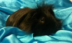 Black and white long haired guinea pig named Ziggie. He is very laid back and will stay and sit while kids pet him. He comes with his own cage (with some wood chips), alfalfa treats, leash (yes he is leash trained), food dish, water bottle, food container