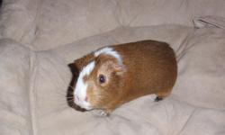 Male guinea pig, 1 1/2 years old, needs a good home. He's healthy and has been well cared for. Will provide 2 cages plus food and bedding.
