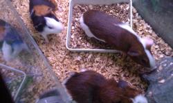 3 guinea pigs, $10.00 each.. 5 mths old.. 1 calico colored, 1 brown and white, 1 brown and white long haired.
Will sell tank with them for an extra $35.00 comes with water bottle and food dish