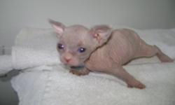 Hairless Kittens
they were born Jan 20th, 2011. They got 1st check up and shots. they are healthy, cute, friendly. we are location at Lancaster Pa 17601. the kittens have TICA paper. kittens availible to go to new home. if you are interested in kittens