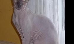 We are professional experienced breeders of the rare Russian Hairless feline breeds called the Don Sphynx and the Peterbald. We are located just north of Boston in Peabody, Massachusetts and ship worldwide. These breeds are affectionate loving social
