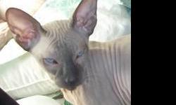 We are professional experienced breeders of the rare Russian Hairless feline breeds called the Don Sphynx and the Peterbald. We are located in Peabody, Massachusetts and ship worldwide. These breeds are affectionate loving social animals that do require