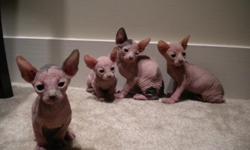 Sweet sphynx kittens ready for Christmas!
Raised in a cageless house, socialized with adults and children.
1 kitten is expected to have blue eyes, the others are expected to have light colored eyes.
TICA registered
CHAMPION LINES
1st vaccinations and