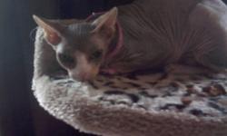 HAIRLESS SPYHNX CATS FOR SALE. COME CHECK OUT OUR BRAND NEW SITE. WWW.HAIRLESSTREASURES.COM