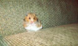 Comes with cage, extra food and bedding. He is a teddy bear hamster and loves to be held and played with. His name is stewart he is light brown and white. He is quite and keeps to himself and will sit on your lap or climb on you. We are moving out of
