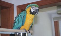 Baby hand fed B&G Macaw for sale from breeder. This type of bird makes a wonderful family pet for life. Please call Samuel if you have any questions. 985-868-3456