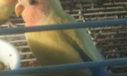 We have 2 Peach face lovebirds available now.&nbsp;&nbsp; Give us a call. 1-561-688-3600. If we don't answer leave a message and we will be very happy to return your call.
&nbsp;