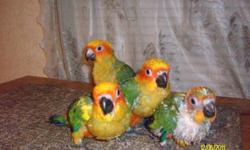 4 Handfed Baby Sun Conures. So sweet and precious. Hatched 4-24,25,27-201?1 and 5-2-2011. $350.00 each. The older 3 are almost ready for their new home in a week or two, they are starting to eat on thier own. They will be weaned on fruit and