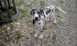 We'r e Moving to apartment at end of this month, can't keep our friend :(
Guinness is a Male Harlequin (blue,white, brown and black) Great Dane puppy to GREAT home for small rehoming fee of $850.00. OBO
He comes with:
Updated Vaccines and Dewormed
AKC