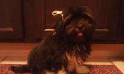 I have a beautiful havanese male puppy for sale.
I am selling him for $200.00
He is very sweet natured. loves to play and is very snuggly.
He is akc registerable.
He is also current on all his shots and de-wormings.
He is wonderful with kids and other