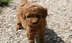 Beautiful male red poodle puppy available. Born 2/1/11 Both parents are dark red also. Have 5 generation pedigree with a lot of reds. No white markings. .There are 1 only male available. His weight will be close to 12 lbs as adult. He is very sweet and
