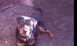 The sweetest Rottie you would ever want to meet. Children friendly, pet friendly, Health Exam-papers, Recent Rabies Shot, City License, All Shots up to date. Not Neutered. Parents are CKC Registered. Family dog, raised in a loving home. 8 months old.
